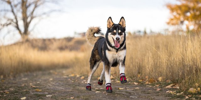 Dog Boots