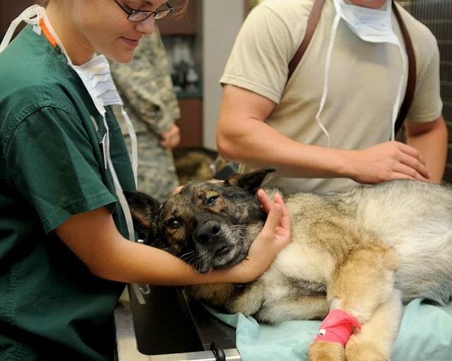 dog veterinary