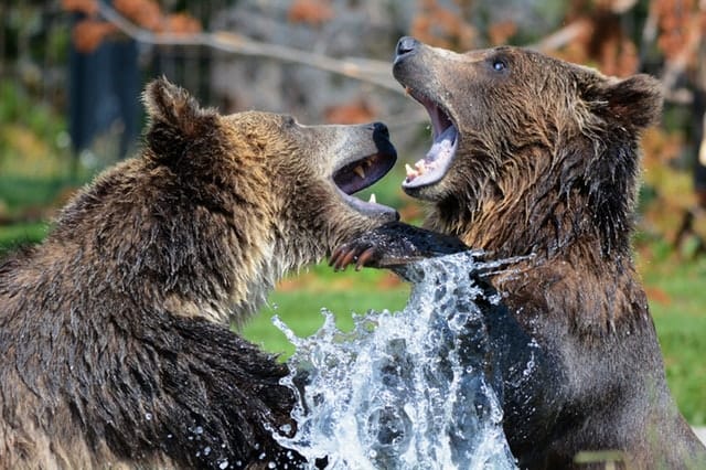 bear spray for grizzlies