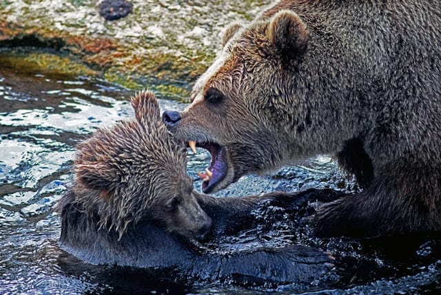best bear spray for grizzlies