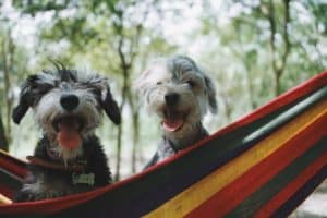 dogs in hammock