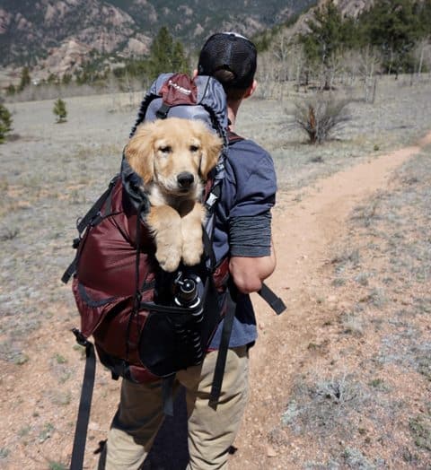 hiking with dog