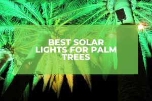 Best Solar Lights For Palm Trees