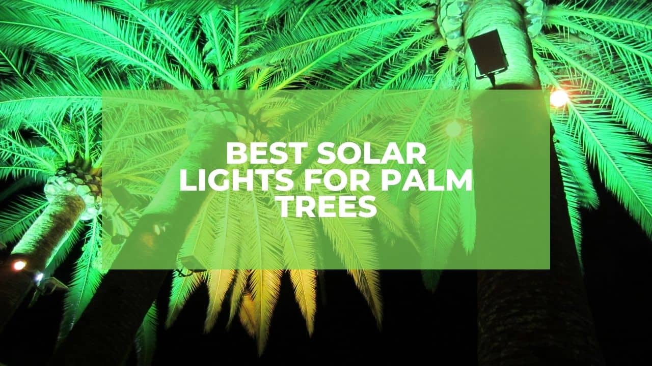 Best Solar Lights For Palm Trees